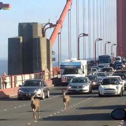 Δυο ελάφια προκαλούν κυκλοφοριακό χάος στο Σαν Φρανσίσκο! (βίντεο)