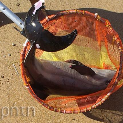 Νεκρό δελφινάκι ξέβρασε η θάλασσα στον Καρτερό