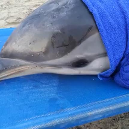 Η ανθρωπιά έσωσε τον μικρό "Αναστάση" στο Δαμνόνι του Ρεθύμνου