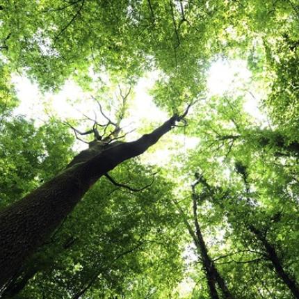 δεντρο ψηλο, κλαδια