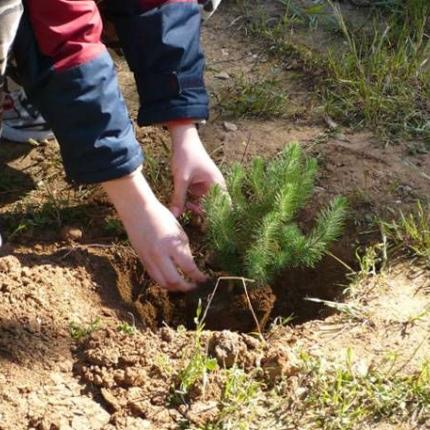 Δεντροφύτευση στην Πόμπια την Κυριακή