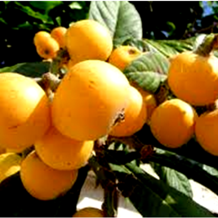 Μικρά μυστικά για τη Δεσπολιά 