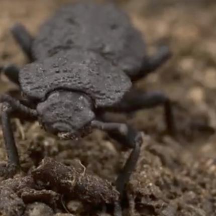 Το μυστικό του διαβολικού θωρακισμένου σκαθαριού αποκαλύπτεται