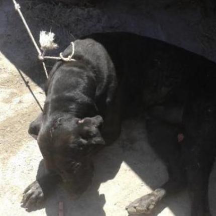 Χανιά: Πυροσβέστες απεγκλώβισαν σκύλο από χαντάκι