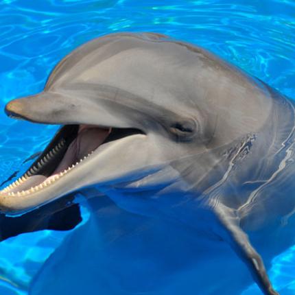 dolphins.jpg
