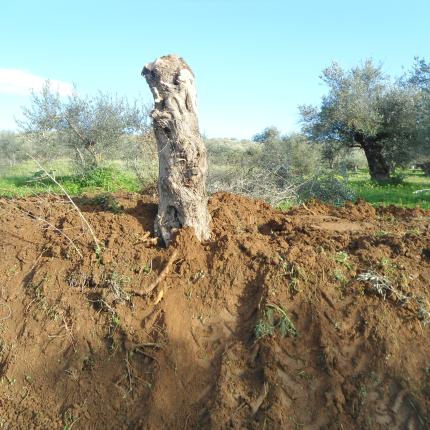 Ξαναφύτεψαν το μνημειακό ελαιόδεντρο στο Θραψανό