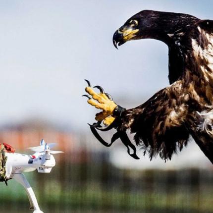eagle-catching-drone.jpg