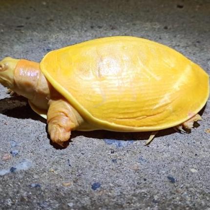 κίτρινη χελώνα