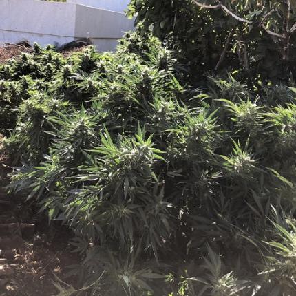 Οι αστυνομικοί εντόπισαν τη χασισοφυτεία