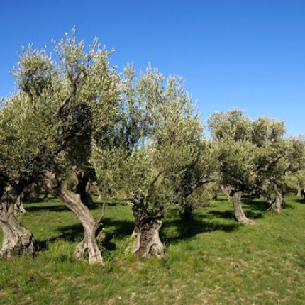 Καταγγέλλουν συμμορία που καταστρέφει τις ελιές στο Καστέλι
