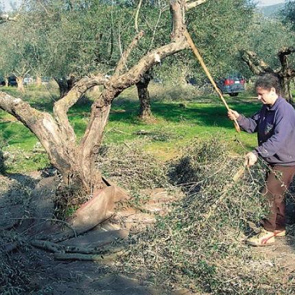 Την αποζημίωση των ελαιοπαραγωγών της Βιάννου ζητά ο Λ. Αυγενάκης