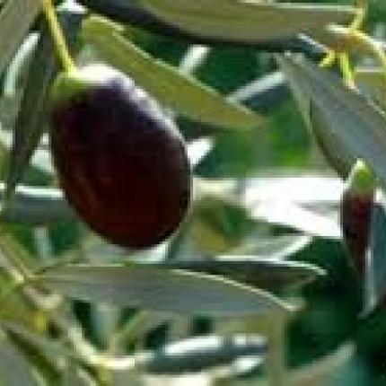  Ποιος παίζει παιγνίδια με την τιμή του ελαιολάδου στην Κρήτη ;