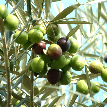 Οι καλλιεργητικές φροντίδες του Νοεμβρίου 