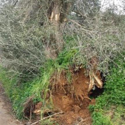 Ξερίζωσαν μνημειακό ελαιόδεντρο στο Θραψανό που μετρά πάνω από 5 αιώνες ζωής