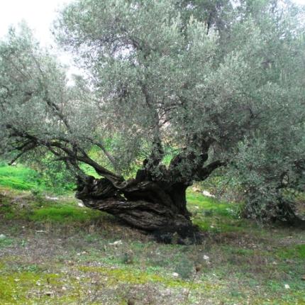 Πανάρχαιες ελιές της Κρήτης γίνονται καυσόξυλα