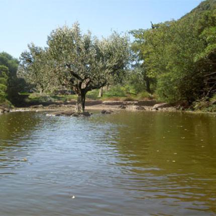 Μια Ελιά... ΣΥΡΙΖΑ στο Ποτάμι!
