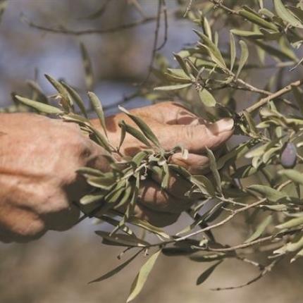 Αναστάτωση στους αγρότες της Κρήτης για το εργόσημο των αλλοδαπών εργατών 