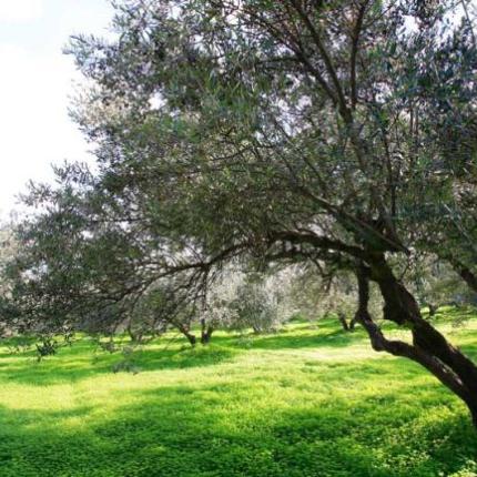 Προσεχώς το επιστημονικό πόρισμα για την ακαρπία στις ελιές της Κρήτης