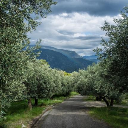 βροχή καλλιέργειες