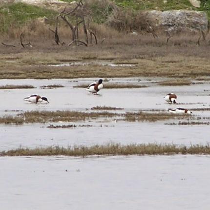 έλος καλοχωρίου