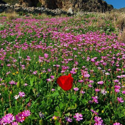eloynta.png