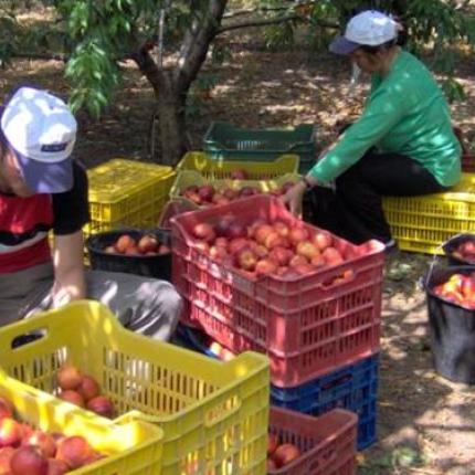 Στην Ευρωβουλή και σε έντονο ύφος οι επιπτώσεις στους αγρότες από το ρωσικό εμπάργκο