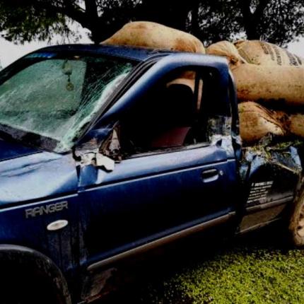 αγροτικο ελιες.jpg