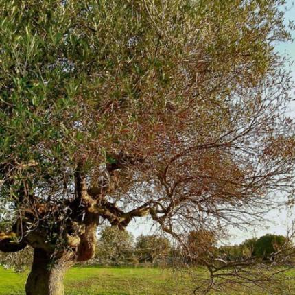 xylella