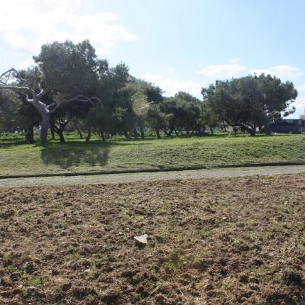 δεντροφυτευση