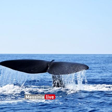 φάλαινα μάνη