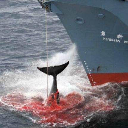 Εικόνες φρίκης από τη θανάτωση φαλαινών 