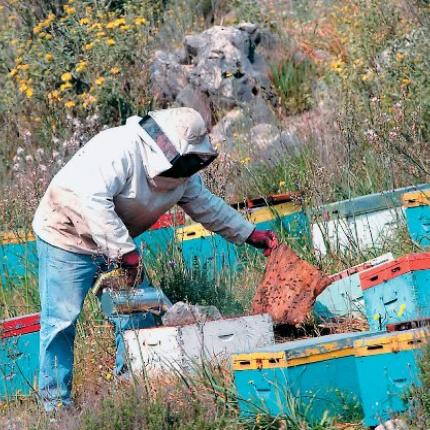 Ενίσχυση της μελισσοκομίας με 4 εκατ.ευρώ
