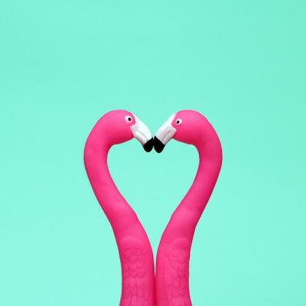 φλαμινγκο-έρωτας