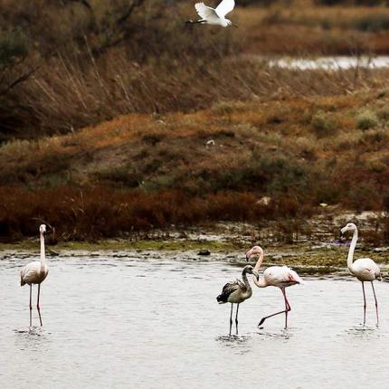 οικοσυστημα