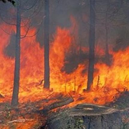 Διεκόπη η δίκη του 22χρονου κτηνοτρόφου
