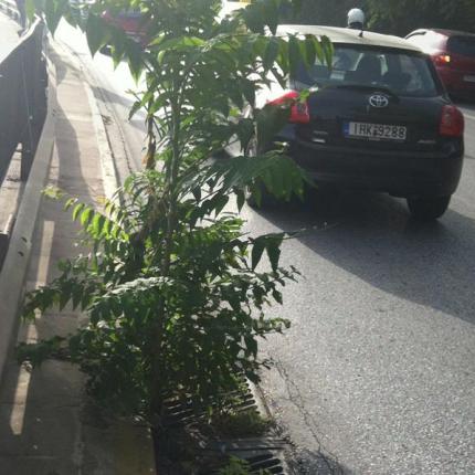Δέντρο φύτρωσε σε ... φρεάτιο, σε δρόμο της Αθήνας