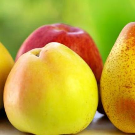 Δωρεάν φρούτα και φρουτοσαλάτες στα σχολεία