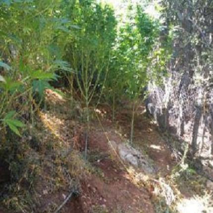 φυτεία κάνναβης