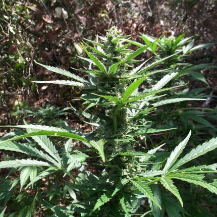 Νέα φυτεία κάνναβης εντόπισαν οι Αρχές