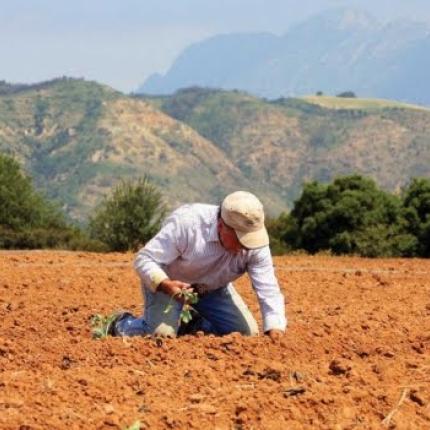 Παρατείνεται η περίοδος για συμμετοχή των γεωργών σε πρόγραμμα