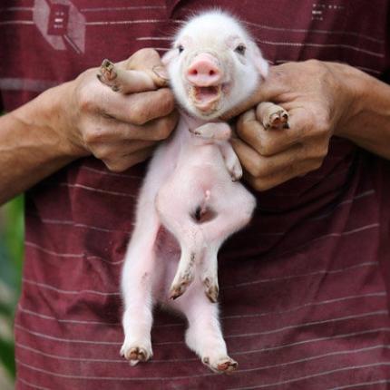 Γουρουνάκι γεννήθηκε με ... οκτώ πόδια