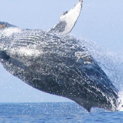 greywhale-2.jpg