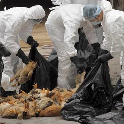 νόσος πτηνών