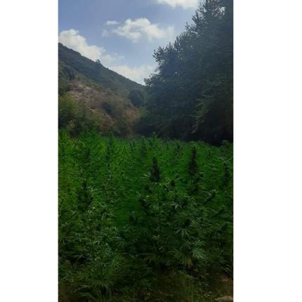 μεγάλη χασισοφυτεία