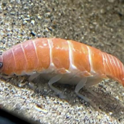 θαλασσιο παρασιτο