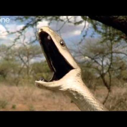 Ένας φίλαθλος σκέτο...φίδι !!! (βιντεο)