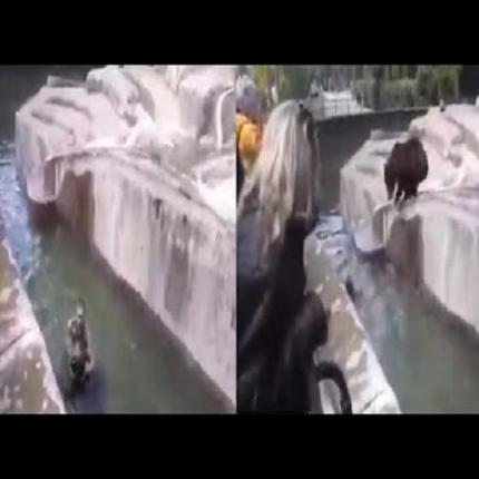 μεθυσμενος αρκούδα