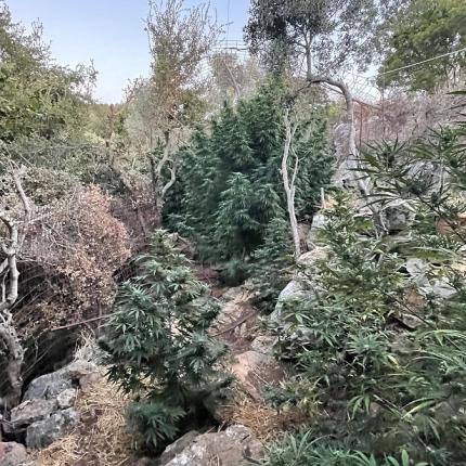συνελήφθη ο καλλιεργητής της χασισοφυτείας