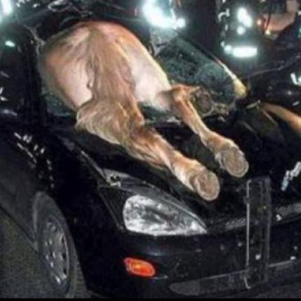 Αυτοκίνητο τράκαρε με άλογο 