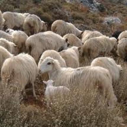 Ξεκίνησε το πατρινό καρναβάλι